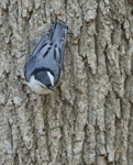 White-breasted Nuthatch 2846